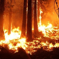 Hasta un millón de euros de multa a las infracciones forestales