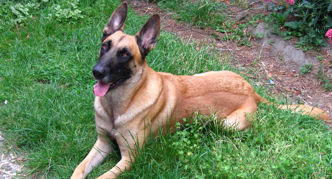 Competición de obediencia canina en Badajoz