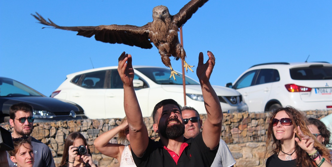 AMUS libera nueve aves en el Castillo de Casas de Reina (Badajoz)