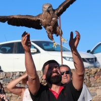 AMUS libera nueve aves en el Castillo de Casas de Reina (Badajoz)