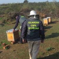 La Guardia Civil persigue y detiene a un ladrón de colmenas