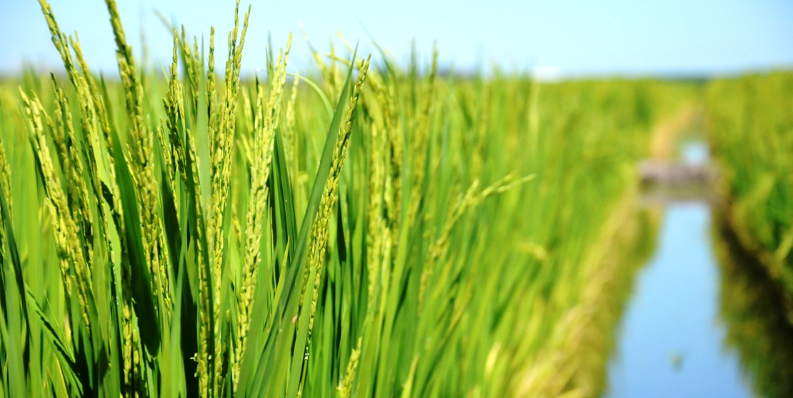 La Mesa del Arroz asegura que “jamás han ocasionado pérdidas al sector”