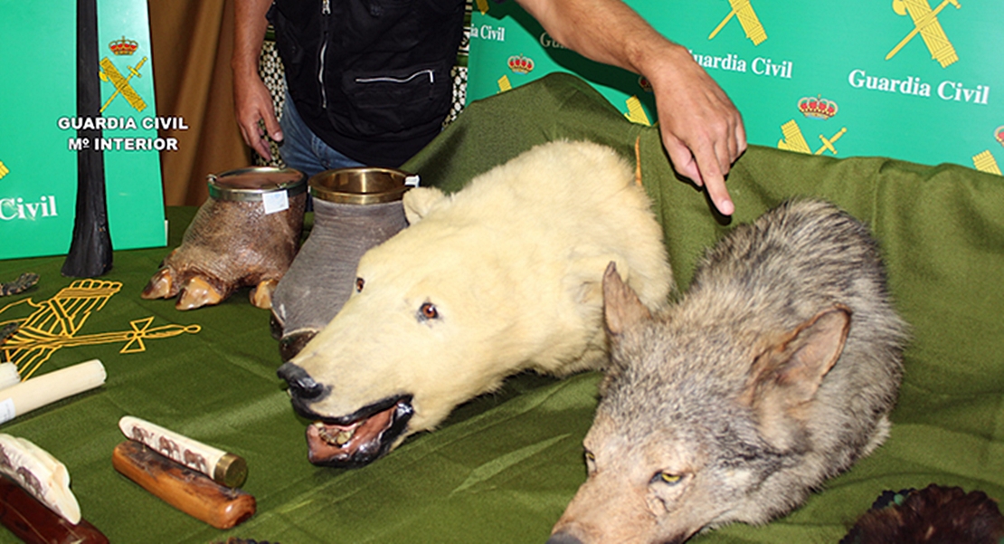 Investigado por coleccionar animales salvajes protegidos disecados