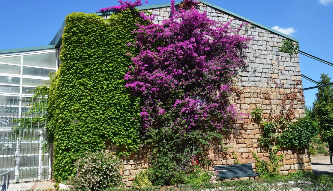 La Buganvilla se convierte en flor del mes en Cáceres |   - Diario digital de Extremadura