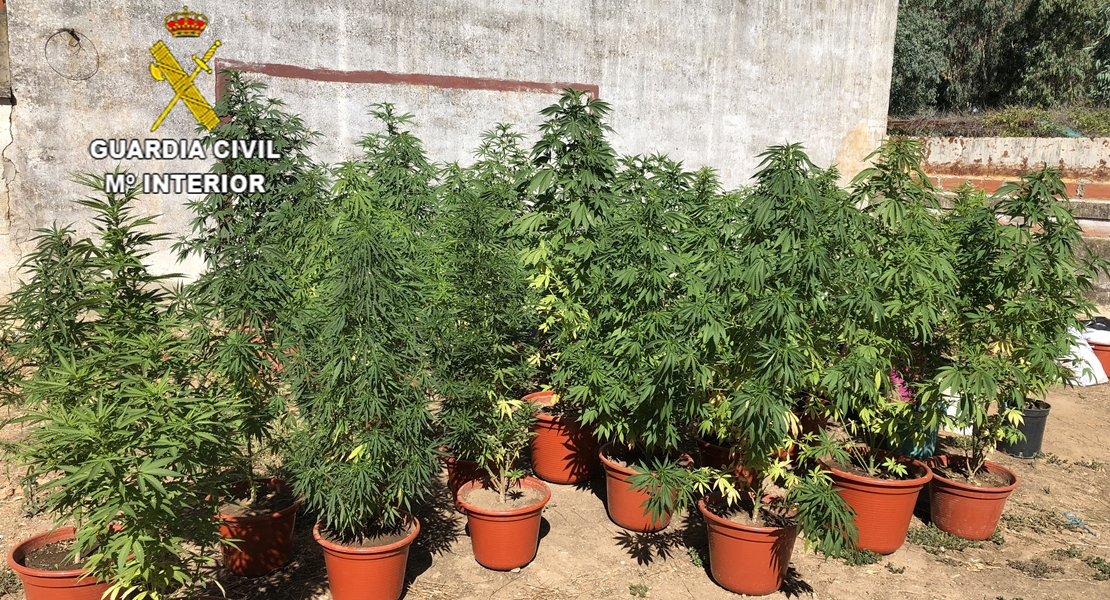 La Guardia Civil desmantela tres plantaciones de marihuana en el norte de Cáceres