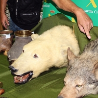 Investigado por coleccionar animales salvajes protegidos disecados