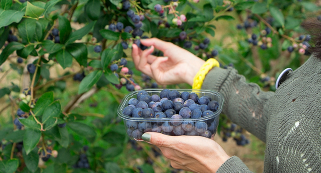 Ensayan el cultivo de arándanos en el Guadiana