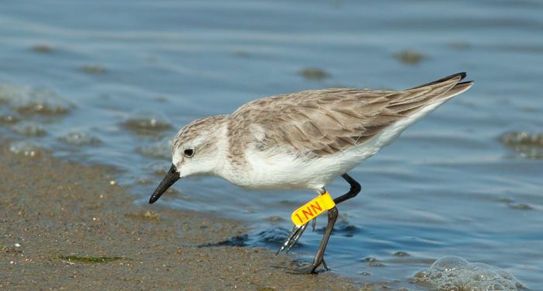 Cornalvo acogerá un taller de anillamiento científico de aves