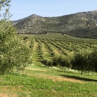 Proponen estrategias para mejorar la competitividad del olivar extremeño