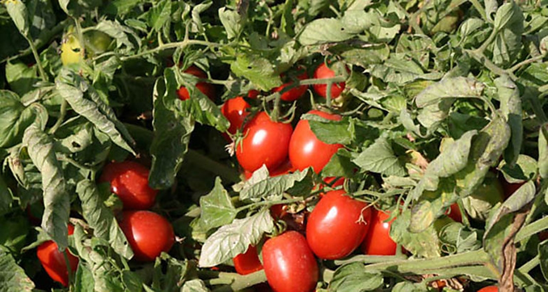 Badajoz acoge un foro para aumentar la producción y calidad del tomate