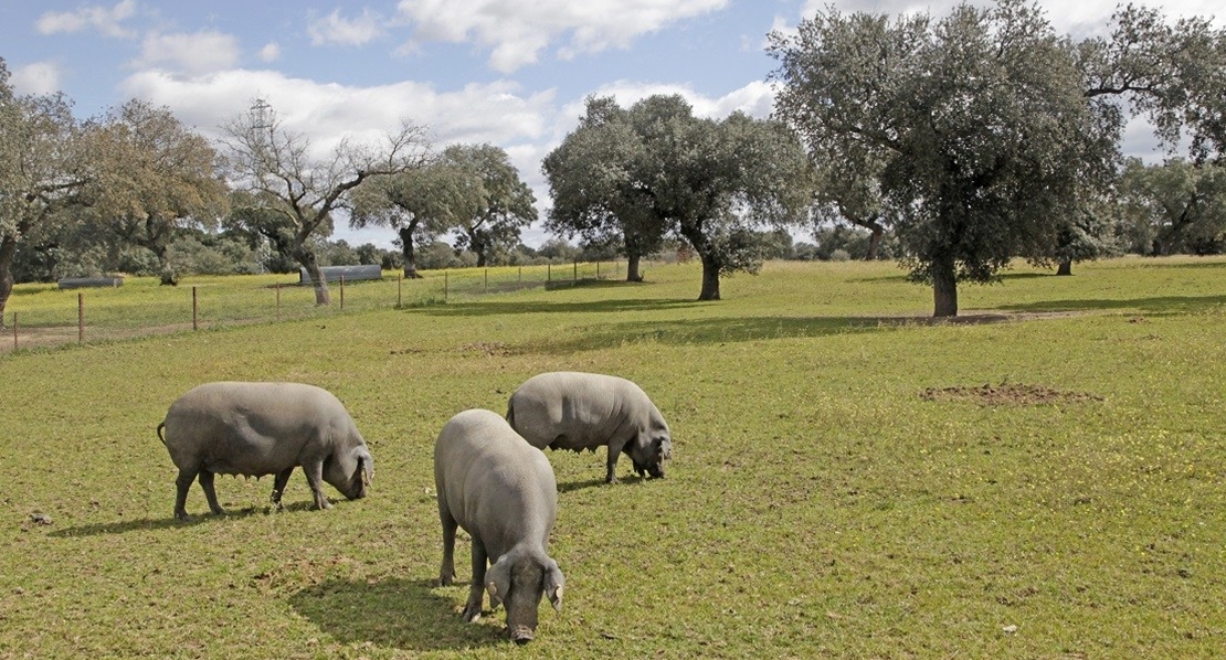 Renovado el convenio oficial para conservar el cerdo ibérico lampiño