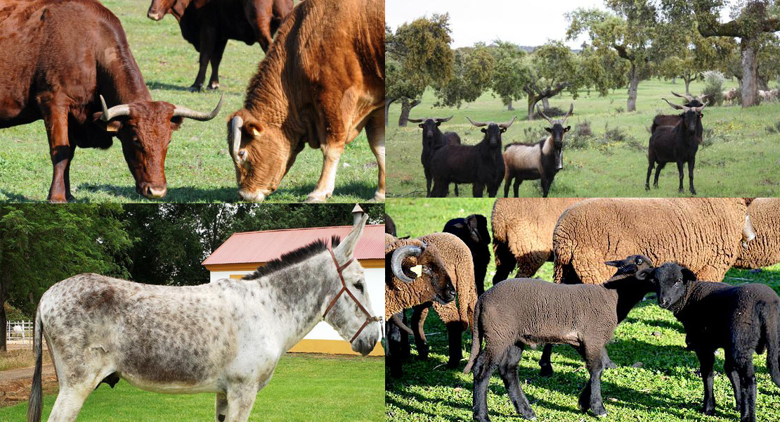 Ganado merino, retinto, asnal y caprino, presente en la II edición de Trashumancia