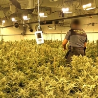 La Guardia Civil incauta 33.000 plantas de marihuana en dos actuaciones