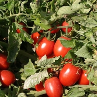 Foro para aumentar la producción y calidad del tomate extremeño