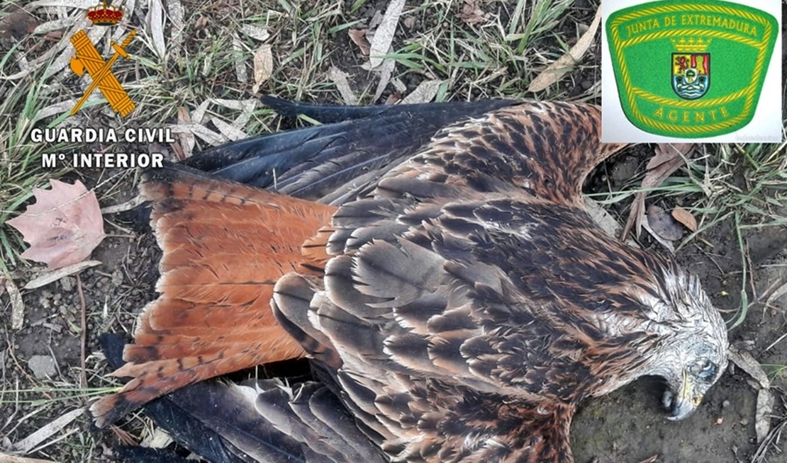 Miembros de una misma familia investigados por el envenenamiento de aves rapaces protegidas