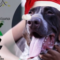 Mérida acoge mañana un evento para fomentar la adopción de animales