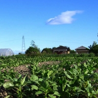 Comienza el abono del pago básico y del pago verde de la PAC