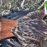 Miembros de una misma familia investigados por el envenenamiento de aves rapaces protegidas