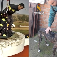 Un año de cárcel por arrojar un galgo a un pozo porque no puede cuidarlo