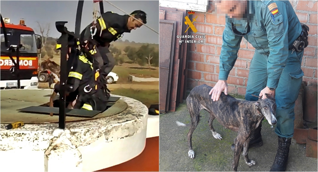 Un año de cárcel por arrojar un galgo a un pozo porque no puede cuidarlo