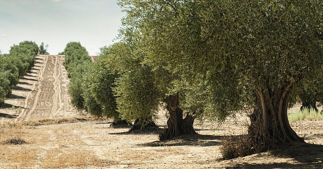 La agricultura ecológica extremeña gana terreno en Hornachos