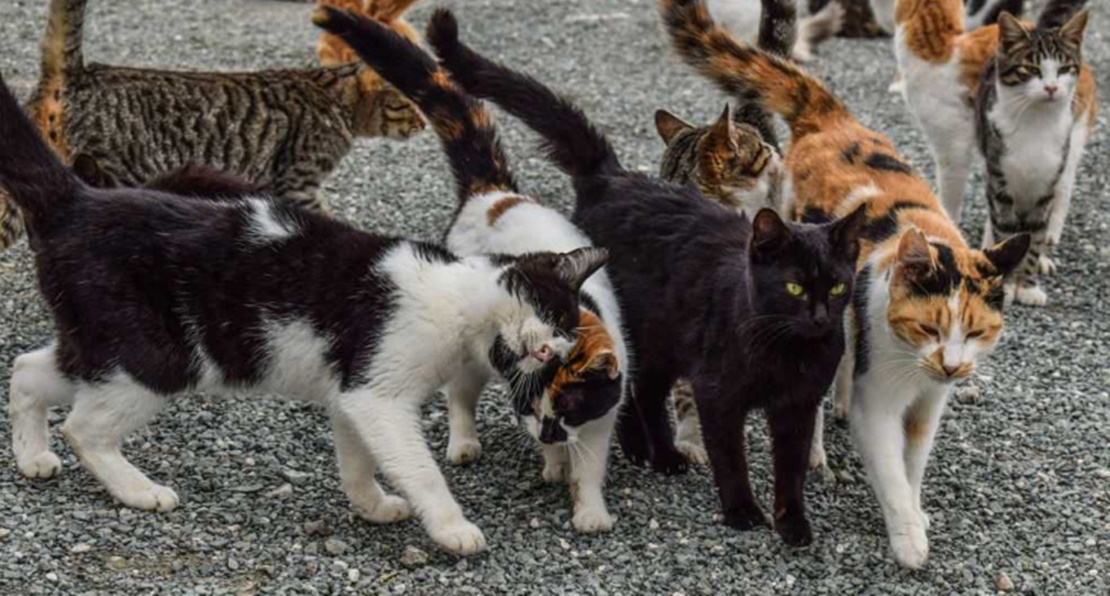 Mérida diseña un plan para controlar las colonias de gatos