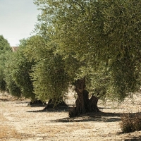 La agricultura ecológica extremeña gana terreno en Hornachos