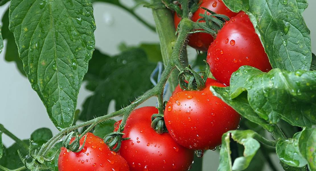 El tomate como tema principal de unas jornadas en Villanueva