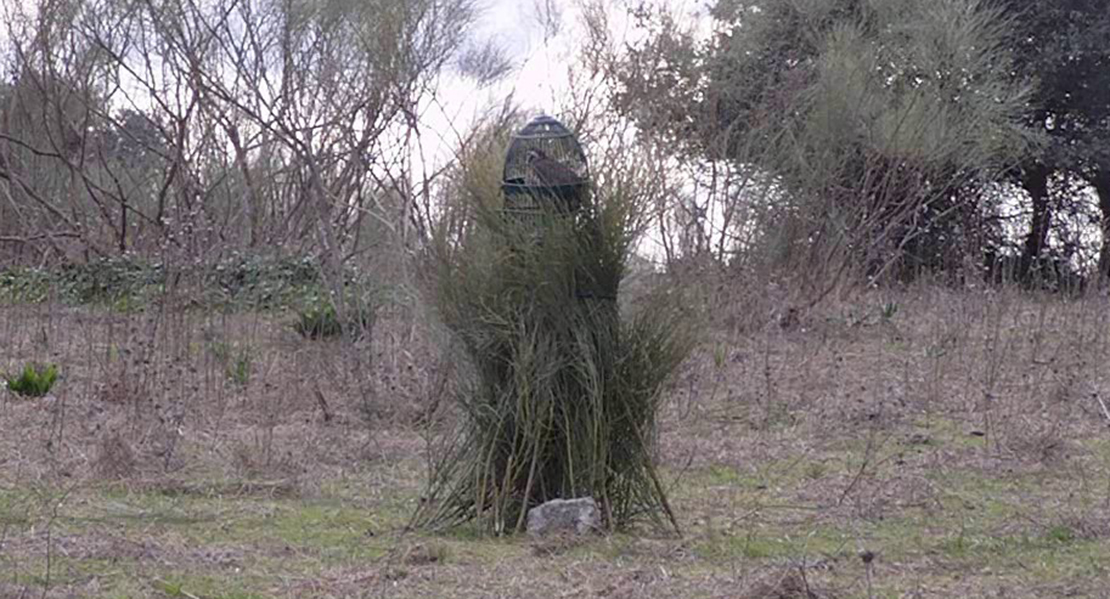 Los mejores cazadores de perdiz con reclamo, en Navalvillar de Pela