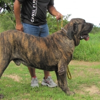 Esta es la normativa sobre perros peligrosos, ¿se vigila su cumplimiento?