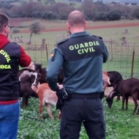 Sorprendidos tras sustraer ganado y material en explotaciones cercanas a Almendral