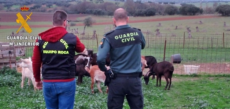 Sorprendidos tras sustraer ganado y material de explotaciones cercanas.a Almendral