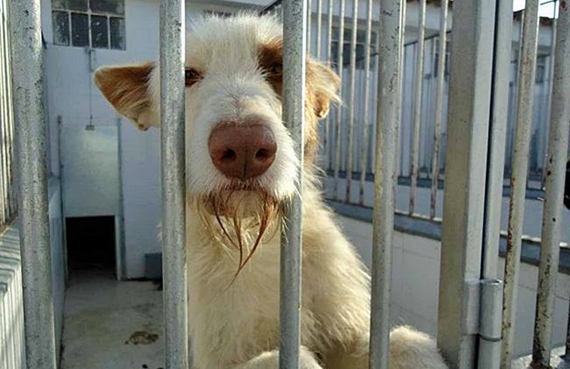 Grandes mejoras en el centro de protección animal gracias a Ciudadanos