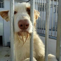 Grandes mejoras en el centro de protección animal gracias a Ciudadanos