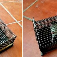 A la captura de las ratas en Gévora (Badajoz)