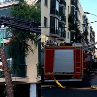 Cae un árbol de grandes dimensiones sobre un piso en Don Benito