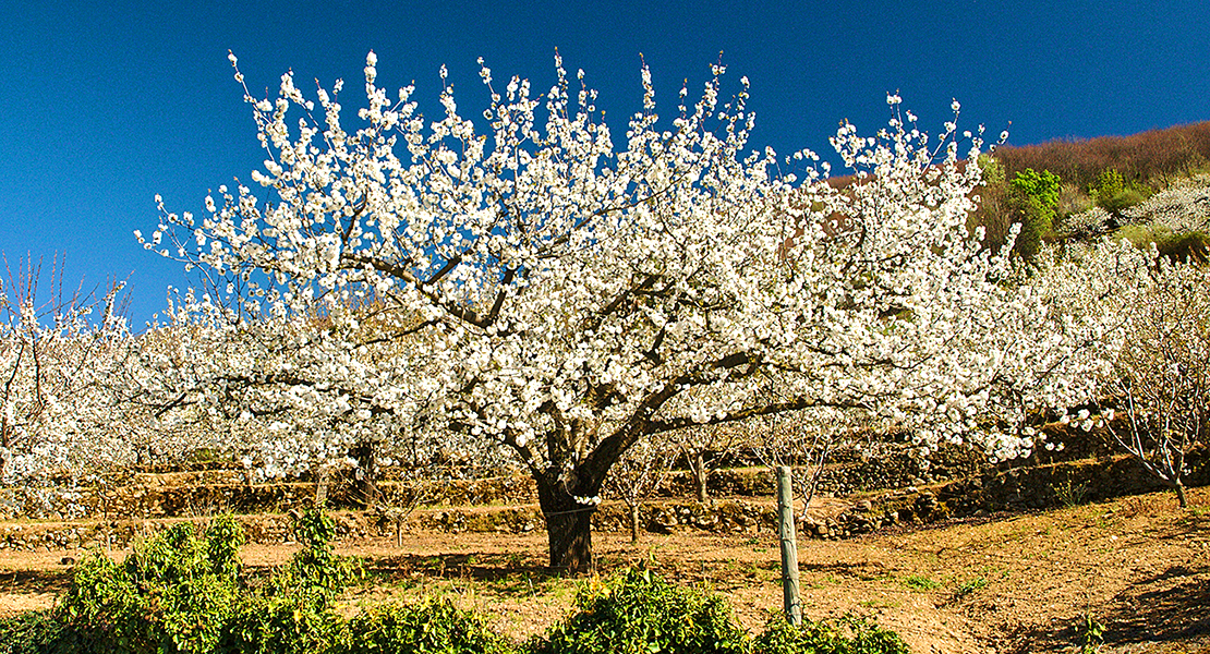 Autobuses gratuitos para disfrutar el ‘Cerezo en Flor’