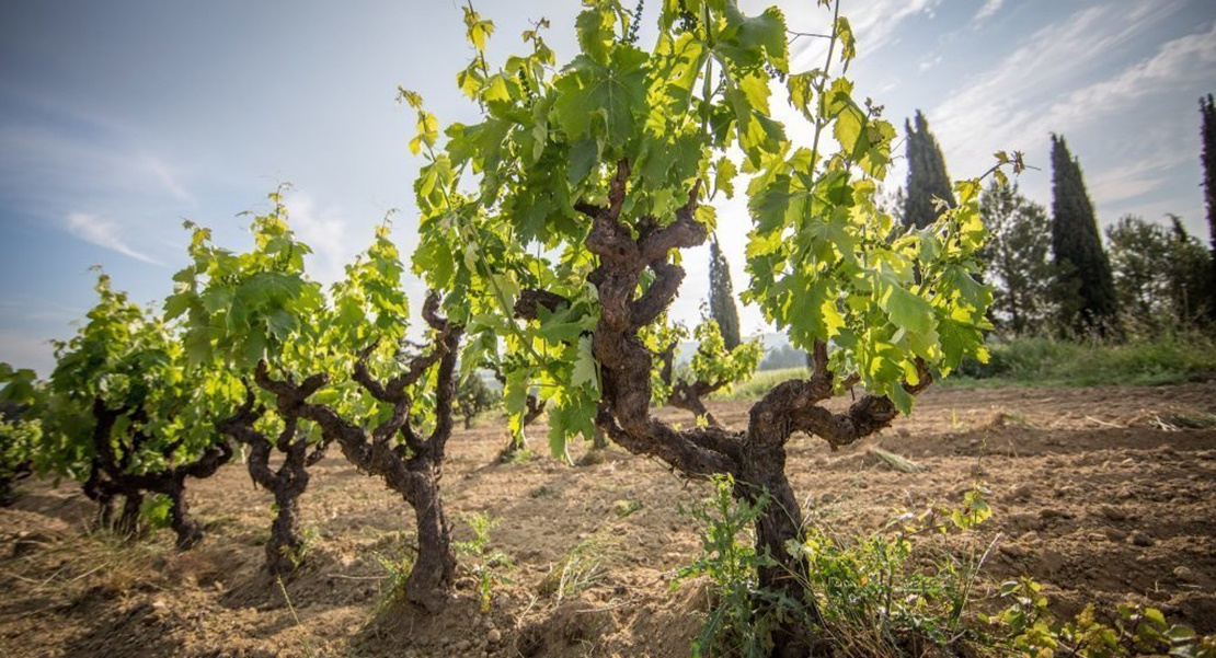 Extremadura copa el 53% de las nuevas hectáreas dedicadas a cava a nivel nacional