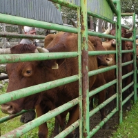 1.400 jóvenes agricultores piden ayuda para crear una empresa en Extremadura