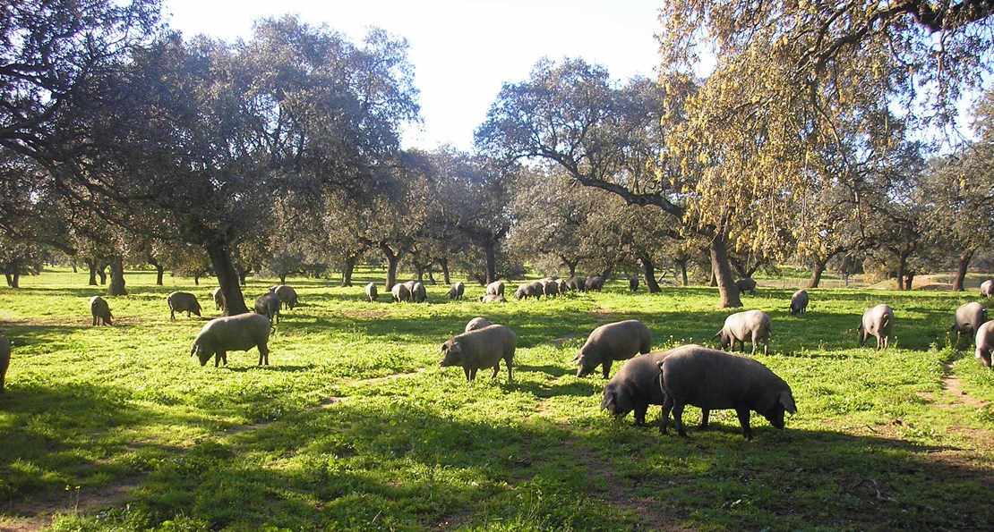 Londres disfrutará productos procedentes de la dehesa extremeña