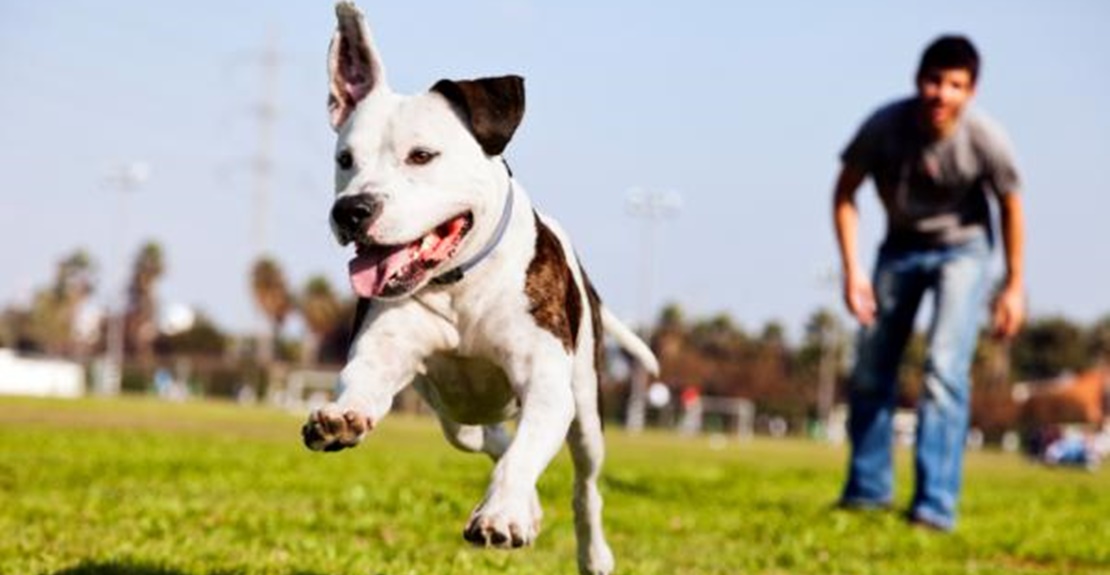 Batallón Perruno organiza un paseo solidario y un encuentro por la adopción