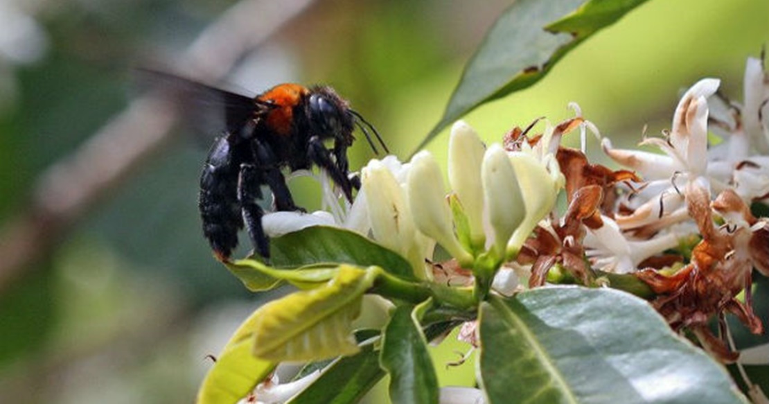 ‘Polinizup’, un proyecto pionero para incrementar la población de insectos polinizadores