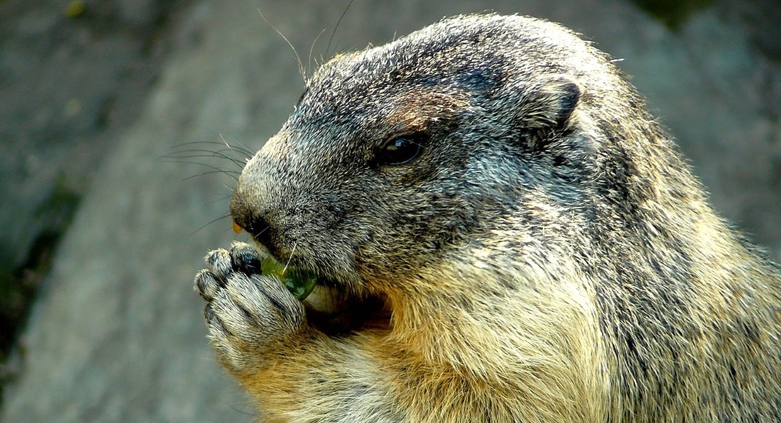 Una mujer embaraza y su marido mueren por peste bubónica tras comer carne de marmota