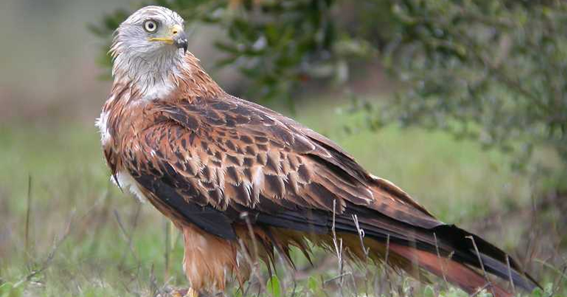 Casi tres años de cárcel por envenenar a un centenar de ejemplares de especies protegidas