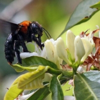 ‘Polinizup’, un proyecto pionero para incrementar la población de insectos polinizadores