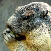 Una mujer embarazada y su marido mueren por peste bubónica tras comer carne de marmota