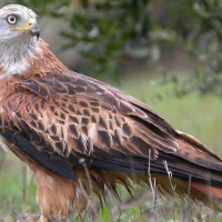 Casi tres años de cárcel por envenenar a un centenar de ejemplares de especies protegidas