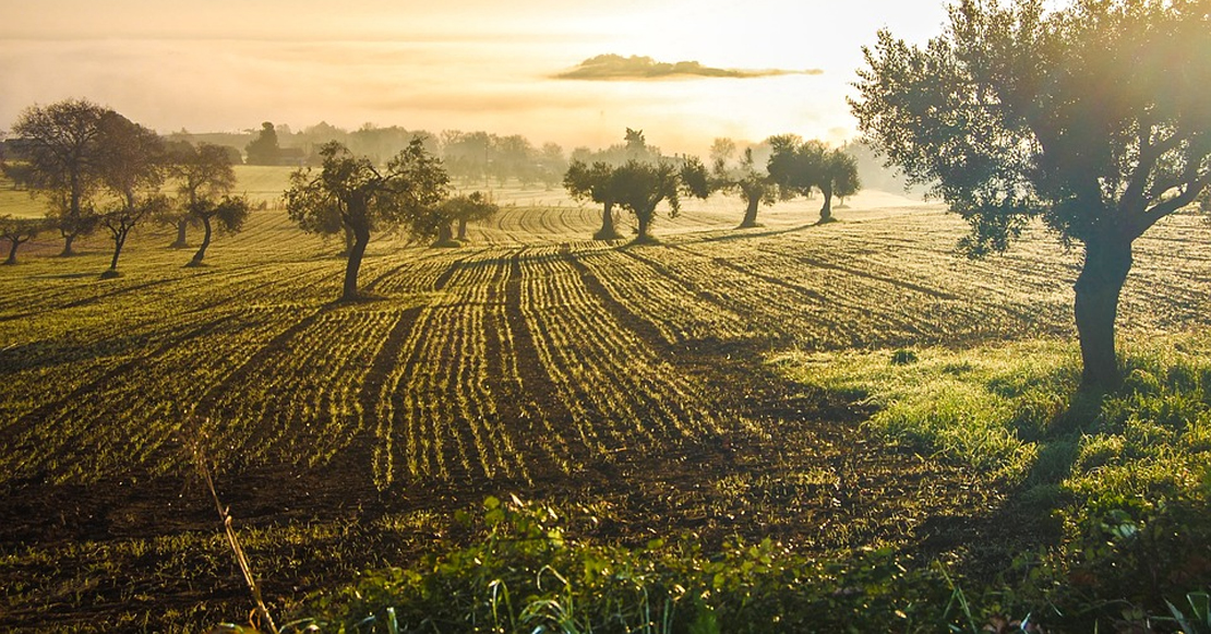 El olivar tradicional no mecanizable está en peligro de extinción