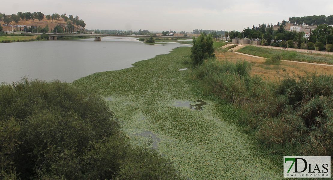 Licitada la empresa que se encargará de la limpieza de las márgenes del río