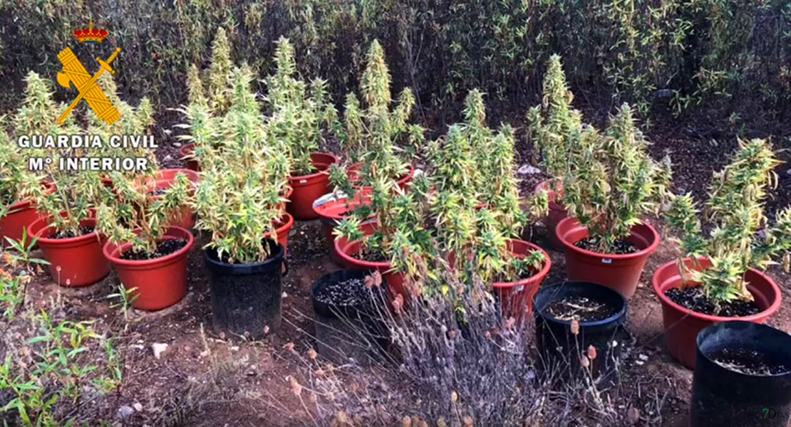 Desmantelan una plantación de marihuana con 87 plantas en Cáceres